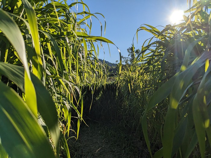 The <em>Portland Mercury</em>'s 2023 Corn Maze Reviews